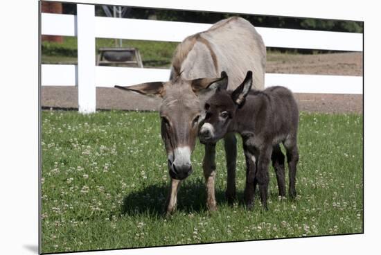 Brown Donkey Mare (Jenny) with Dark Foal in Clover and Grass, Middletown, Connecticut, USA-Lynn M^ Stone-Mounted Photographic Print