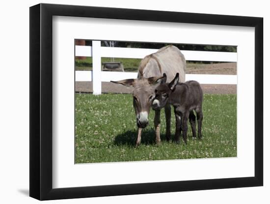 Brown Donkey Mare (Jenny) with Dark Foal in Clover and Grass, Middletown, Connecticut, USA-Lynn M^ Stone-Framed Photographic Print