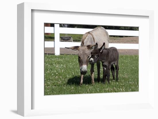 Brown Donkey Mare (Jenny) with Dark Foal in Clover and Grass, Middletown, Connecticut, USA-Lynn M^ Stone-Framed Photographic Print