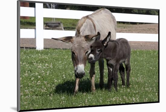 Brown Donkey Mare (Jenny) with Dark Foal in Clover and Grass, Middletown, Connecticut, USA-Lynn M^ Stone-Mounted Photographic Print