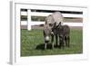 Brown Donkey Mare (Jenny) with Dark Foal in Clover and Grass, Middletown, Connecticut, USA-Lynn M^ Stone-Framed Photographic Print