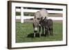 Brown Donkey Mare (Jenny) with Dark Foal in Clover and Grass, Middletown, Connecticut, USA-Lynn M^ Stone-Framed Photographic Print