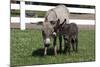 Brown Donkey Mare (Jenny) with Dark Foal in Clover and Grass, Middletown, Connecticut, USA-Lynn M^ Stone-Mounted Photographic Print