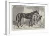 Brown Duchess, Winner of the Oaks-Harry Hall-Framed Premium Giclee Print