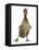 Brown Duckling Cheeping, Against White Background-Mark Taylor-Framed Stretched Canvas