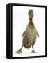 Brown Duckling Cheeping, Against White Background-Mark Taylor-Framed Stretched Canvas