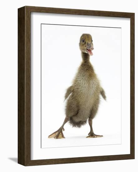 Brown Duckling Cheeping, Against White Background-Mark Taylor-Framed Photographic Print