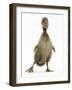 Brown Duckling Cheeping, Against White Background-Mark Taylor-Framed Photographic Print