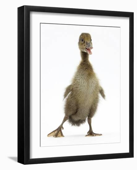 Brown Duckling Cheeping, Against White Background-Mark Taylor-Framed Photographic Print