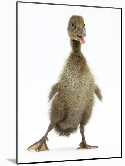 Brown Duckling Cheeping, Against White Background-Mark Taylor-Mounted Photographic Print