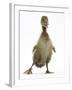 Brown Duckling Cheeping, Against White Background-Mark Taylor-Framed Photographic Print