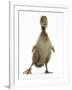 Brown Duckling Cheeping, Against White Background-Mark Taylor-Framed Photographic Print