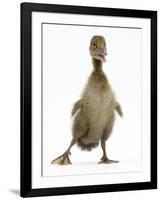 Brown Duckling Cheeping, Against White Background-Mark Taylor-Framed Photographic Print