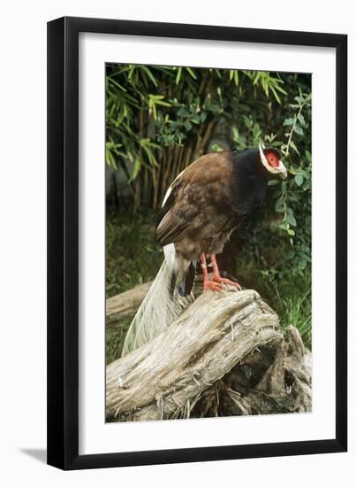 Brown-Eared Pheasant-null-Framed Photographic Print