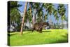 Brown Einiosaurus Walking across a Grassy Field-null-Stretched Canvas