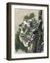 Brown-Eyed Beauties-Barbara Keith-Framed Giclee Print