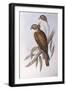 Brown Falcon (Falco Berigora Occidentalis)-John Gould-Framed Giclee Print