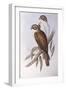 Brown Falcon (Falco Berigora Occidentalis)-John Gould-Framed Giclee Print
