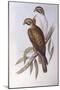 Brown Falcon (Falco Berigora Occidentalis)-John Gould-Mounted Giclee Print