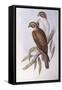 Brown Falcon (Falco Berigora Occidentalis)-John Gould-Framed Stretched Canvas