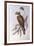 Brown Falcon (Falco Berigora Occidentalis)-John Gould-Framed Giclee Print
