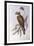 Brown Falcon (Falco Berigora Occidentalis)-John Gould-Framed Giclee Print