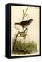 Brown Finch-John James Audubon-Framed Stretched Canvas