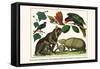 Brown Four-Eyed Oppossum, Three Banded Armadillo, Black Capped Lory, King Bird of Paradise-Albertus Seba-Framed Stretched Canvas