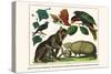 Brown Four-Eyed Oppossum, Three Banded Armadillo, Black Capped Lory, King Bird of Paradise-Albertus Seba-Stretched Canvas