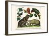 Brown Four-Eyed Oppossum, Three Banded Armadillo, Black Capped Lory, King Bird of Paradise-Albertus Seba-Framed Art Print