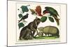 Brown Four-Eyed Oppossum, Three Banded Armadillo, Black Capped Lory, King Bird of Paradise-Albertus Seba-Mounted Art Print