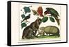 Brown Four-Eyed Oppossum, Three Banded Armadillo, Black Capped Lory, King Bird of Paradise-Albertus Seba-Framed Stretched Canvas