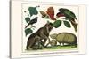 Brown Four-Eyed Oppossum, Three Banded Armadillo, Black Capped Lory, King Bird of Paradise-Albertus Seba-Stretched Canvas