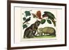 Brown Four-Eyed Oppossum, Three Banded Armadillo, Black Capped Lory, King Bird of Paradise-Albertus Seba-Framed Art Print