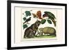 Brown Four-Eyed Oppossum, Three Banded Armadillo, Black Capped Lory, King Bird of Paradise-Albertus Seba-Framed Art Print