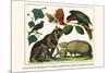 Brown Four-Eyed Oppossum, Three Banded Armadillo, Black Capped Lory, King Bird of Paradise-Albertus Seba-Mounted Art Print