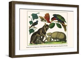 Brown Four-Eyed Oppossum, Three Banded Armadillo, Black Capped Lory, King Bird of Paradise-Albertus Seba-Framed Art Print