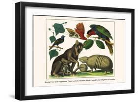 Brown Four-Eyed Oppossum, Three Banded Armadillo, Black Capped Lory, King Bird of Paradise-Albertus Seba-Framed Art Print