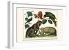 Brown Four-Eyed Oppossum, Three Banded Armadillo, Black Capped Lory, King Bird of Paradise-Albertus Seba-Framed Art Print