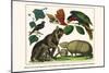 Brown Four-Eyed Oppossum, Three Banded Armadillo, Black Capped Lory, King Bird of Paradise-Albertus Seba-Mounted Art Print