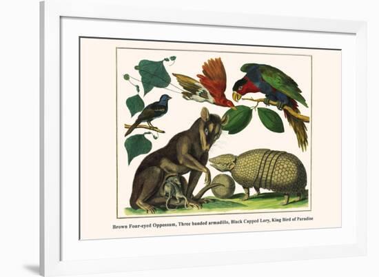Brown Four-Eyed Oppossum, Three Banded Armadillo, Black Capped Lory, King Bird of Paradise-Albertus Seba-Framed Premium Giclee Print