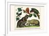 Brown Four-Eyed Oppossum, Three Banded Armadillo, Black Capped Lory, King Bird of Paradise-Albertus Seba-Framed Premium Giclee Print