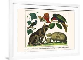 Brown Four-Eyed Oppossum, Three Banded Armadillo, Black Capped Lory, King Bird of Paradise-Albertus Seba-Framed Premium Giclee Print