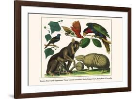 Brown Four-Eyed Oppossum, Three Banded Armadillo, Black Capped Lory, King Bird of Paradise-Albertus Seba-Framed Premium Giclee Print