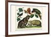 Brown Four-Eyed Oppossum, Three Banded Armadillo, Black Capped Lory, King Bird of Paradise-Albertus Seba-Framed Premium Giclee Print