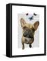 Brown French Bulldog and Butterflies-Fab Funky-Framed Stretched Canvas