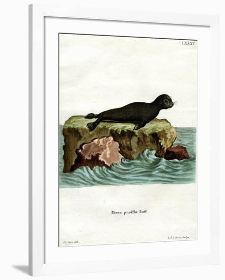 Brown Fur Seal-null-Framed Giclee Print