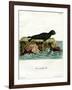 Brown Fur Seal-null-Framed Giclee Print