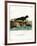 Brown Fur Seal-null-Framed Giclee Print