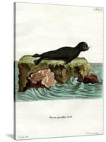 Brown Fur Seal-null-Stretched Canvas